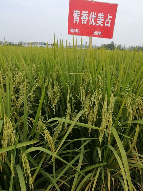 葉元林 唯有技術(shù)創(chuàng)新,才是中國種業(yè)發(fā)展的根本丨新年問大咖