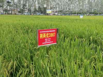 廣受好評 荊楚科技5個品種亮相全省種業(yè)創(chuàng)新暨種糧一體化現(xiàn)場推進會