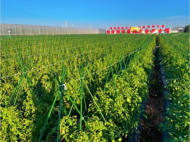 收好攻略，觀展不愁！2023云南·元謀第七屆蔬菜種業(yè)博覽會(huì)參展攻略