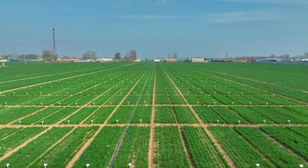 更全、更專、更廣 中國(guó)種子大會(huì)馬蘭小麥種業(yè)展示會(huì)引領(lǐng)種業(yè)創(chuàng)新