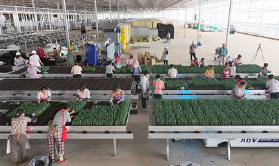 昆明市宜良縣現(xiàn)代種業(yè)項(xiàng)目進(jìn)入試投產(chǎn)階段